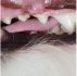 정면