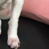 앞다리