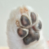 발