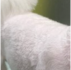 몸통